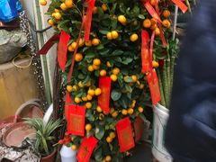 -双季花艺园艺市场(浦东店)