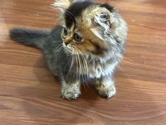 -楼上猫咖(罗湖店)