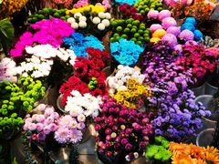 -双季花艺园艺市场(浦东店)