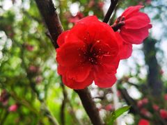 -南汇桃花村