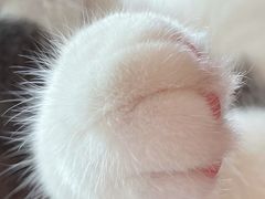 -西月城谭豆花(光华店)