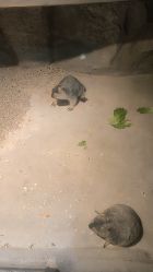 -酷嗒动物文化乐园(cutezoo西溪乐天城店)