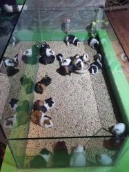 -未来动物城动物主题公园(大悦城店)