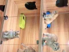 -猫十亿·布偶金渐层·曼基康矮脚猫舍(青年路店)