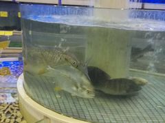 -东方御宴海鲜酒楼(棕泉酒店)