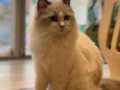 -藏猫猫咖啡主题馆(中央大道店)