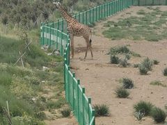-新疆天山野生动物园