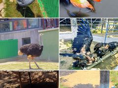 -西霞口神雕山野生动物世界