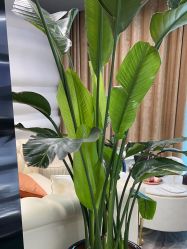 -洁铭新加坡医美