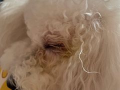 -萌兽医馆·犬猫专科·眼科中心·宠物医院(朝阳门分院)