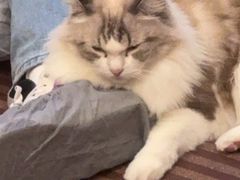-MOCHA明星猫咖(田子坊店)