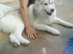 -TrueLove @ Neverland (Husky Cafe)