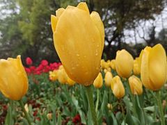 -大宁郁金香公园-停车场