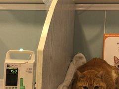 -纳吉亚猫专科动物医院·北北分院