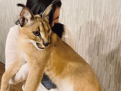 -TrueLove @ Neverland (Husky Cafe)