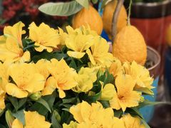 -双季花艺园艺市场(浦东店)