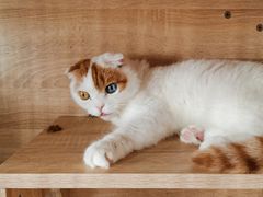 -有喵·猫咖·狗咖·30几只猫10只小狗(岗厦店)