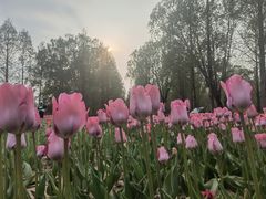 -石家庄市植物园