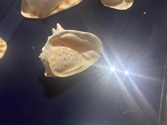 -青岛贝壳博物馆