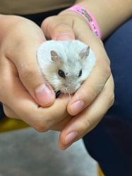 -神奇动物撸宠馆·羊驼·小浣熊·异宠(豫园店)