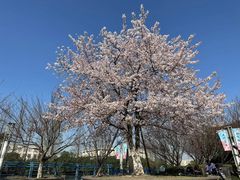 -高东镇樱花园