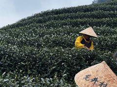 -阿巧茶庄