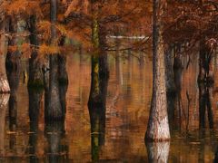 -白鹭湾湿地公园