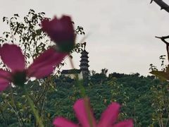 -苏州上方山国家森林公园