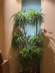 -娇玫荟SPA