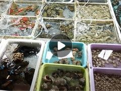 -霞涌市场海鲜摆卖区