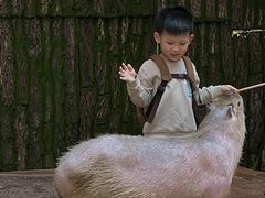 -正佳雨林生态植物园