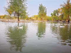 -金塔沙漠胡杨林景区