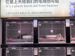 -翊宠yipet猫狗购宠庄园犬舍•猫舍