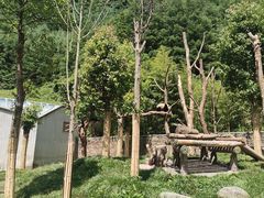 -卧龙中华大熊猫苑神树坪基地