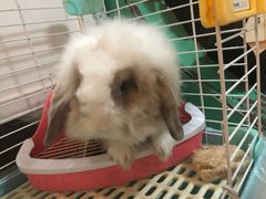 -宠物兔专门店(天丰利市场店)