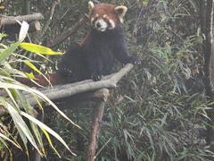 -都江堰中华大熊猫苑