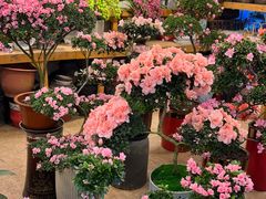 -双季花艺园艺市场(浦东店)