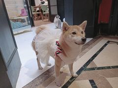 -猫色咖啡·猫咖