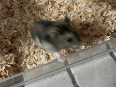 -钓仓鼠(洋桥北里小区店)