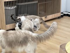 -有喵·猫咖·狗咖·30几只猫10只小狗(岗厦店)