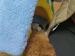 -瑞派康怡24h宠物医院·犬猫医疗中心·微创绝育(瑞景分院)