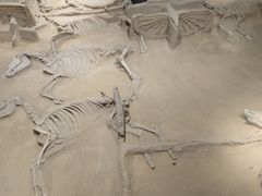 -洛阳周王城天子驾六博物馆