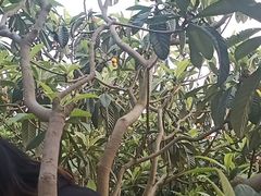 -桃源山庄·水蜜桃采摘·柴火鸡·烧烤团建(龙泉山店)