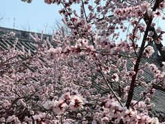 -桃花堤公园