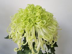 -杭州植物园