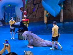 -烟台海昌鲸鲨海洋公园