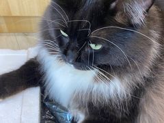 -Pets First伊珊娜洗护·精致美容·家庭式寄养(新会路店)