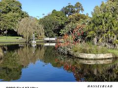 -麦考利夫人座椅