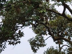 -宝盛园民宿