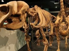 -墨尔本博物馆(Melbourne Museum)